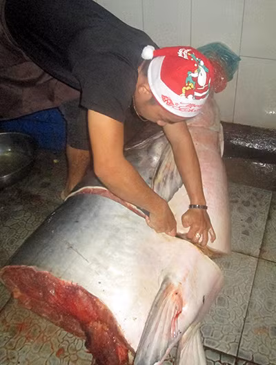 Thịt cá tra dầu được bán cho thực khách với giá hơn 1,2 triệu đồng/kg. Ảnh: A.X