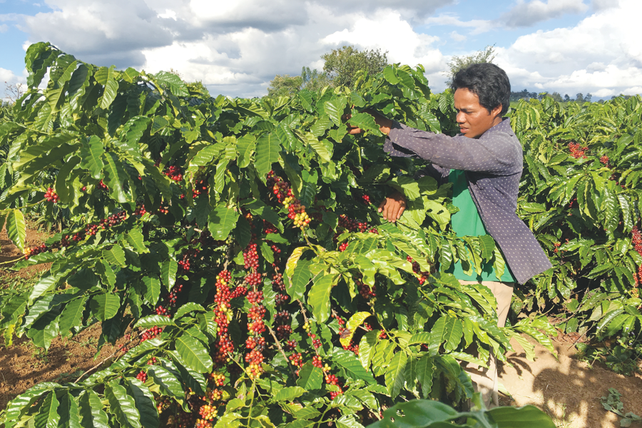 Anh Lớt bên vườn cà phê trĩu quả. Ảnh: H.D Anh Lớt bên vườn cà phê trĩu quả. Ảnh: H.D