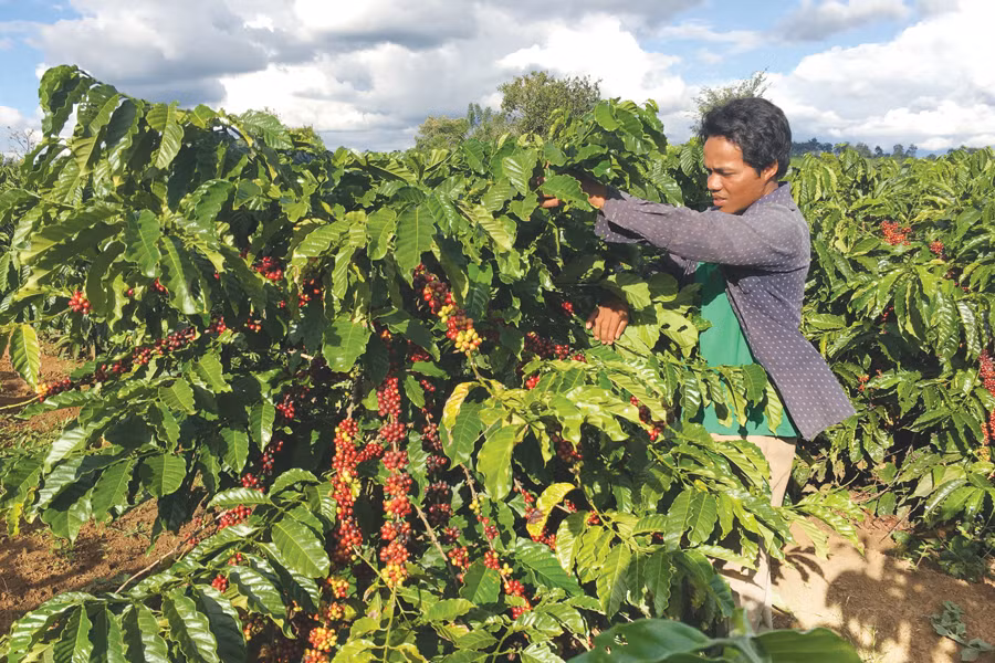 Anh Lớt bên vườn cà phê trĩu quả. Ảnh: H.D