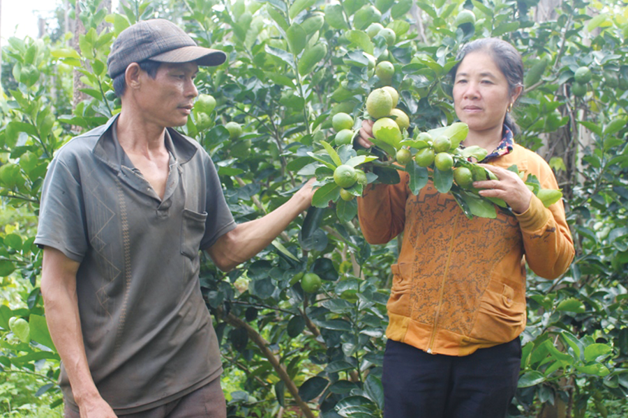 Chanh không hạt tại vườn chanh của anh Nguyễn Văn Long ở thôn Linh Nham. Ảnh: T.B Chanh không hạt tại vườn chanh của anh Nguyễn Văn Long ở thôn Linh Nham. Ảnh: T.B