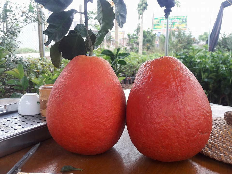 Bưởi đỏ Luận Văn hàng tuyển giá lên tới 1,2 triệu đồng/cặp