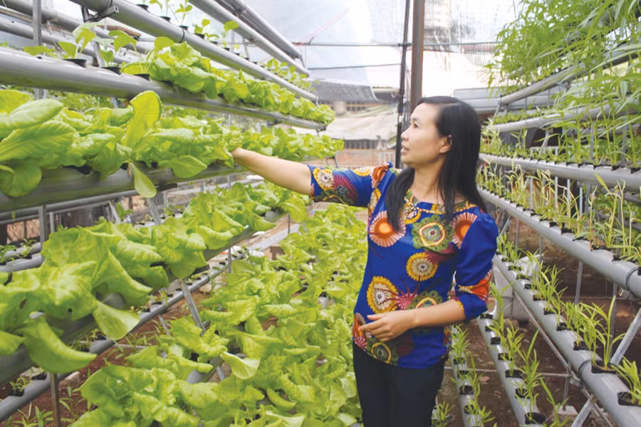 Rau trồng bằng phương pháp thủy canh của gia đình anh Vũ Thế Tâm. Ảnh: T.B