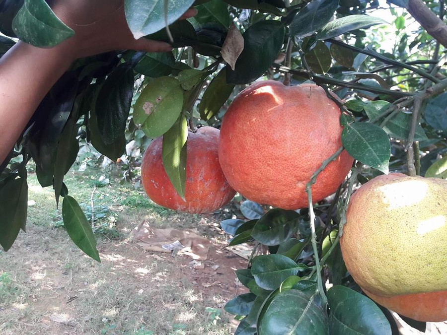 Với các quả bưởi đẹp, khách mua phải đặt cọc 100% số tiền rồi cận Tết hái