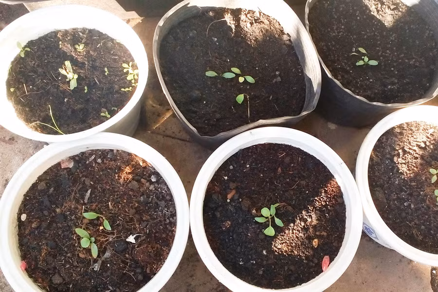 Một số khách hàng đặt cho cửa hàng gieo sẵn hạt giống. Ảnh: Trần Dung