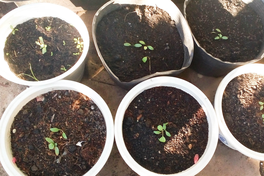 Một số khách hàng đặt cho cửa hàng gieo sẵn hạt giống. Ảnh: Trần Dung Một số khách hàng đặt cho cửa hàng gieo sẵn hạt giống. Ảnh: Trần Dung