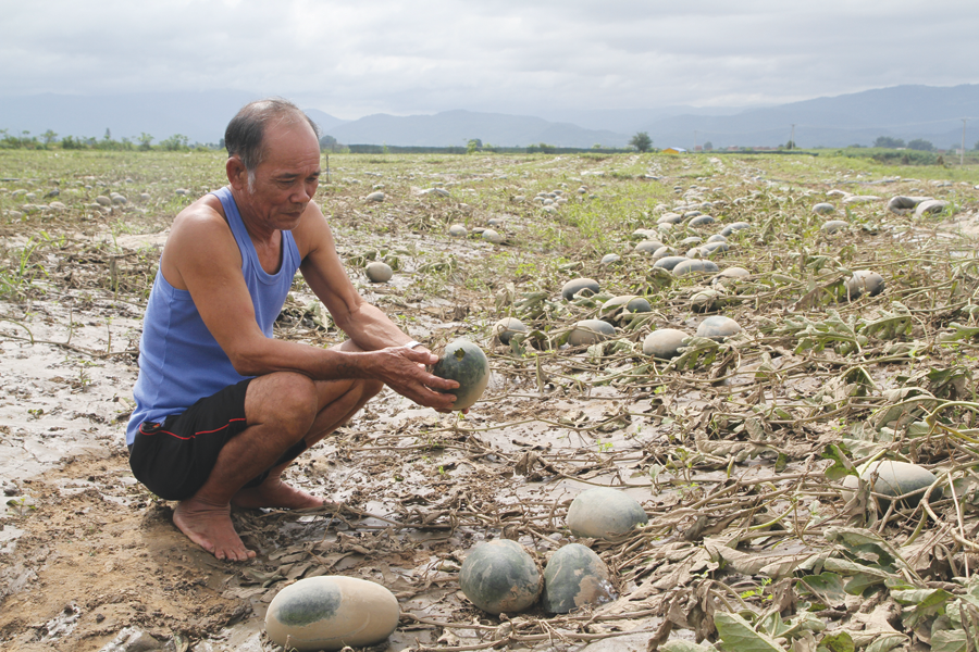 Ông Việt buồn bã bên ruộng dưa chuẩn bị thu hoạch thì gặp lũ. Ảnh: V.N Ông Việt buồn bã bên ruộng dưa chuẩn bị thu hoạch thì gặp lũ. Ảnh: V.N