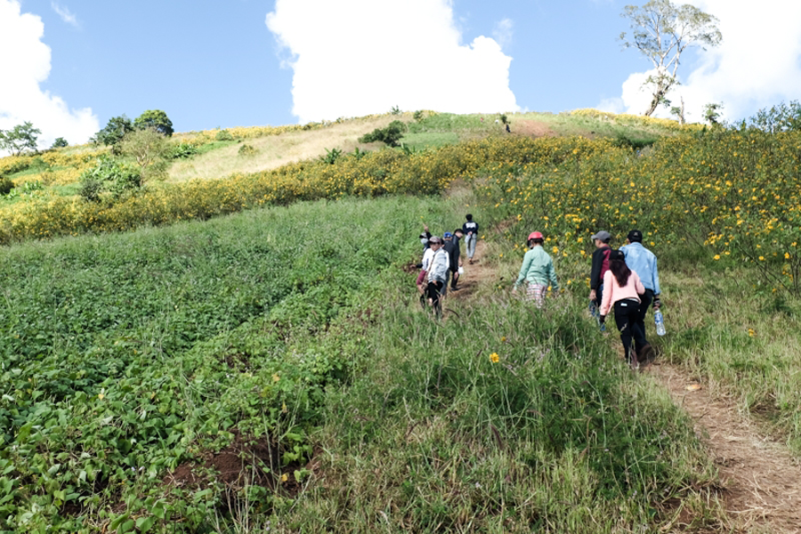 Núi lửa Chư Đăng Ya đón hàng ngàn lượt người tới ngắm cảnh trong mùa hoa dã quỳ. Ảnh: H.N