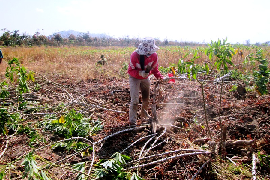 Cuộc sống của vợ chồng anh Ksor Thiêng ngày một khấm khá hơn. Ảnh: Q.T Cuộc sống của vợ chồng anh Ksor Thiêng ngày một khấm khá hơn. Ảnh: Q.T