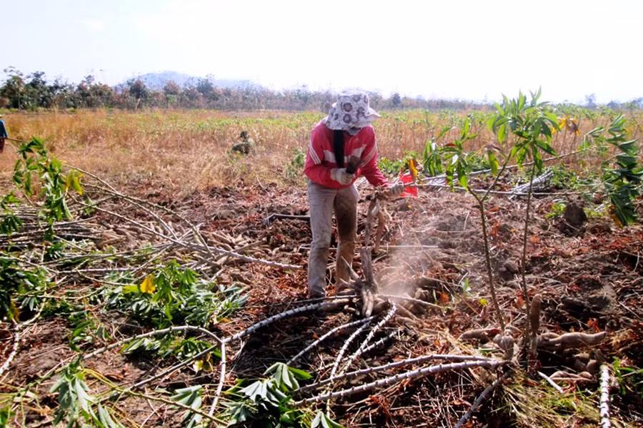 Cuộc sống của vợ chồng anh Ksor Thiêng ngày một khấm khá hơn. Ảnh: Q.T