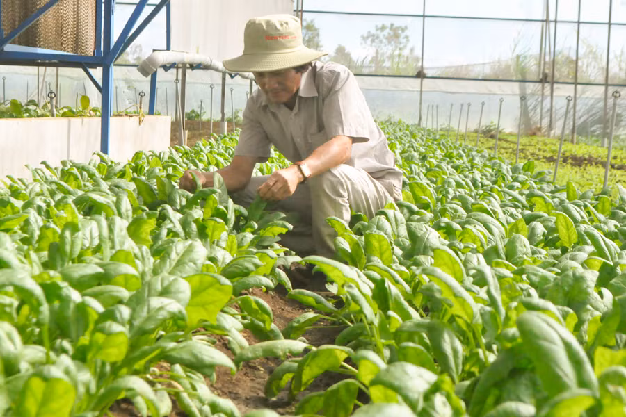 Ông Hoàng ngày đêm cần mẫn với vườn rau. Ảnh: Mai Ka Ông Hoàng ngày đêm cần mẫn với vườn rau. Ảnh: Mai Ka