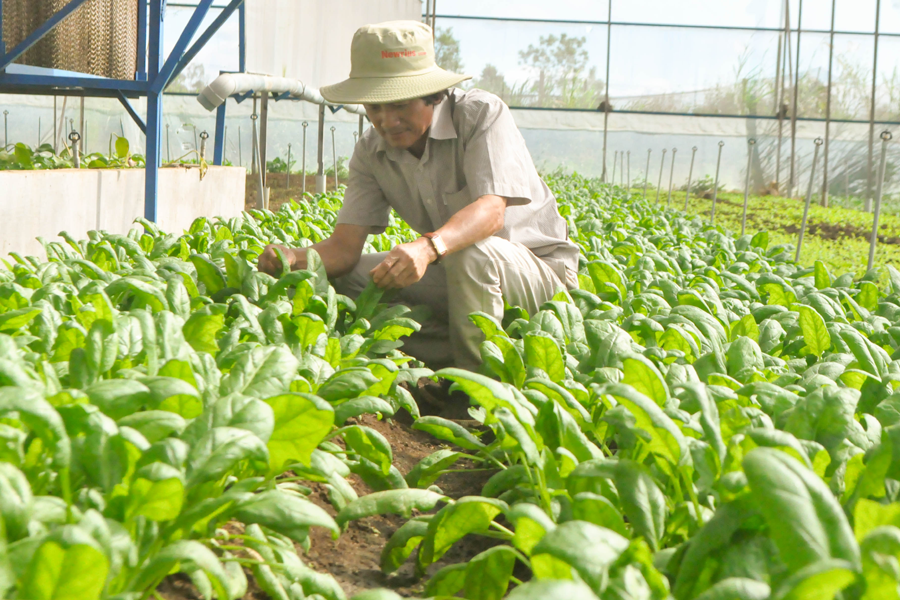 Ông Hoàng ngày đêm cần mẫn với vườn rau. Ảnh: Mai Ka Ông Hoàng ngày đêm cần mẫn với vườn rau. Ảnh: Mai Ka