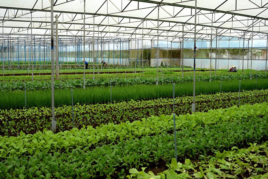 Gia Lai đang kêu gọi đầu tư xây dựng dự án nông nghiệp công nghệ cao. Ảnh: V.T Gia Lai đang kêu gọi đầu tư xây dựng dự án nông nghiệp công nghệ cao. Ảnh: V.T