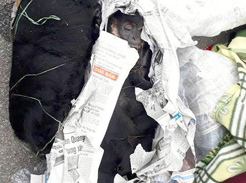 Cá thể voọc đã bị sấy khô, bên ngoài gói giấy báo. 