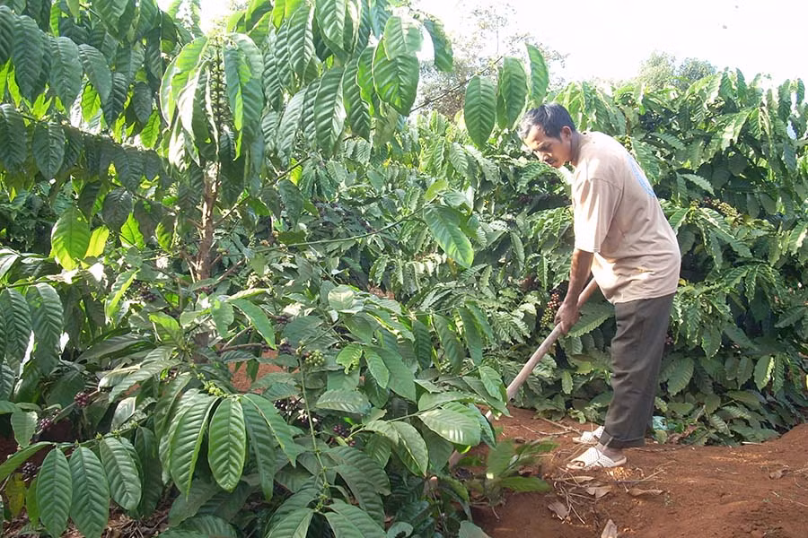  Cần đẩy mạnh hướng dẫn nông dân thực hiện quy trình kỹ thuật phát triển sản xuất cà phê bền vững đáp ứng cạnh tranh và hội nhập. Ảnh: T.N