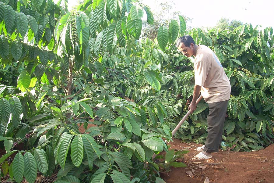 Cần đẩy mạnh hướng dẫn nông dân thực hiện quy trình kỹ thuật phát triển sản xuất cà phê bền vững đáp ứng cạnh tranh và hội nhập. Ảnh: T.N  Cần đẩy mạnh hướng dẫn nông dân thực hiện quy trình kỹ thuật phát triển sản xuất cà phê bền vững đáp ứng cạnh tranh và hội nhập. Ảnh: T.N