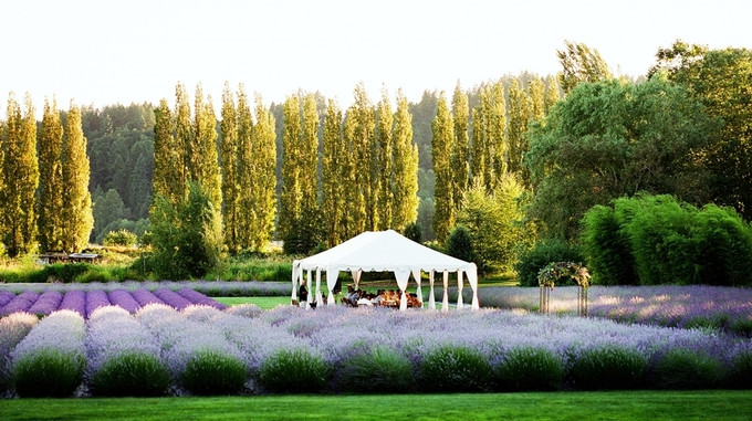 Tổ chức hôn lễ giữa cánh đồng hoa oải hương là sở thích của nhiều người trẻ. Không gian đủ cho 80 người, phù hợp với những đôi chỉ muốn chung vui cùng người thân.
