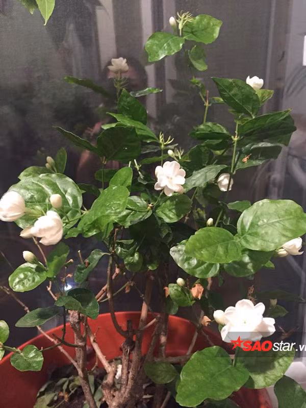 Năm nay, chị mới về Việt Nam và mang sang cây hoa nhài. Trò chuyện với phóng viên, chị vui mừng cho biết cây ra rất nhiều hoa và thơm dù khí hậu bên đây có sự khác biệt.