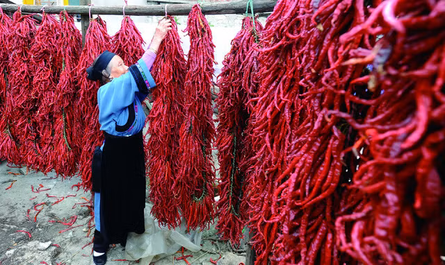  Người dân ở thị trấn Xiazi ăn ớt như ăn cơm uống nước hàng ngày