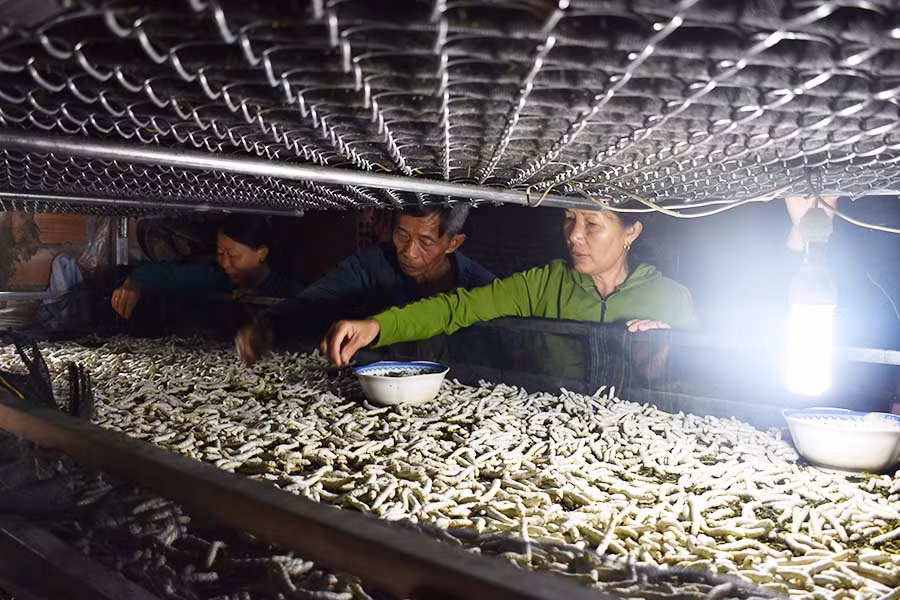  Mô hình trồng dâu nuôi tằm hứa hẹn mở ra hướng đi mới cho người dân xã Ia Bă (huyện Ia Grai). Ảnh: P.T