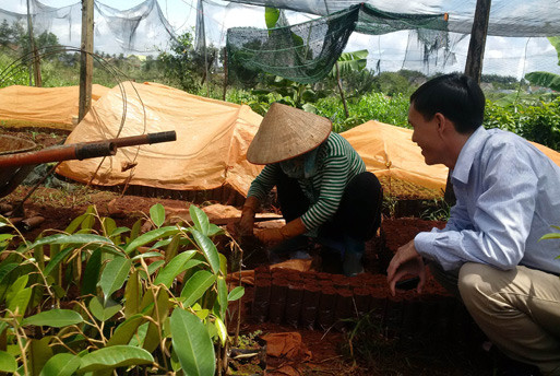 Một cơ sở sản xuất giống sầu riêng "chui" tại xã Hòa Thắng, TP.Buôn Ma Thuột (Đăk Lăk).  Một cơ sở sản xuất giống sầu riêng