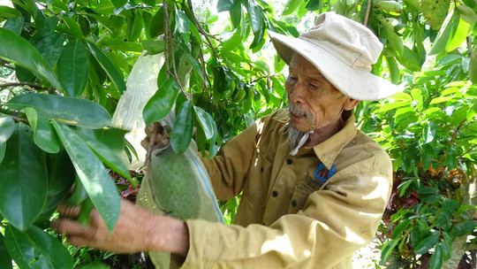 Ông Bảy chăm sóc vườn cây ăn trái của mình