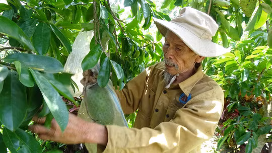 Ông Bảy chăm sóc vườn cây ăn trái của mình