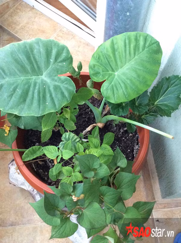  Anh chị đều có công việc bận rộn nhưng vẫn dành thời gian chăm sóc cho khu vườn nhỏ ở ban công của mình. Vì diện tích nhỏ, chị trồng rau và hoa trong các chậu đất.