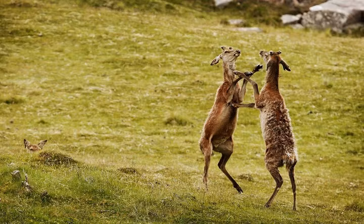  Hai chú hươu đỏ đang 