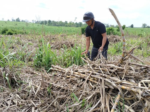 Hai ha mía của gia đình anh Đoàn Văn Sơn đã chặt hạ nằm khô ngoài ruộng Hai ha mía của gia đình anh Đoàn Văn Sơn đã chặt hạ nằm khô ngoài ruộng