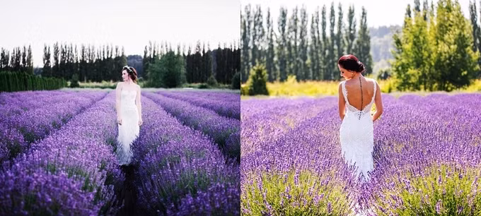Khung cảnh nhuộm sắc tím lãng mạn với hương thơm dịu nhẹ thích hợp để cô dâu tạo dáng. Nếu chỉ chụp ảnh cưới hay lưu làm kỷ niệm, bạn phải trả phí dao động từ 150 USD đến 250 USD một giờ, không giới hạn thời gian. 