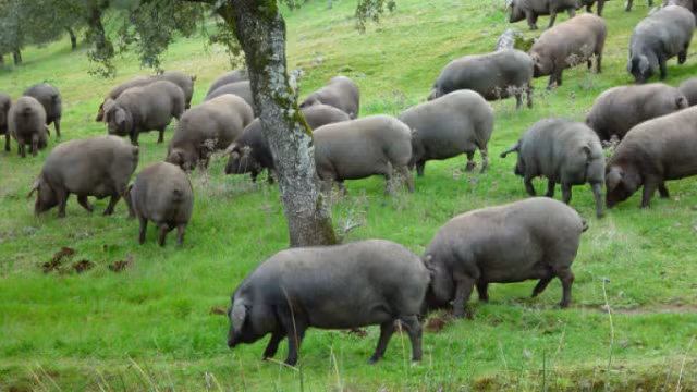  Lợn đen được chăn thả tự nhiên dưới gốc cây sồi