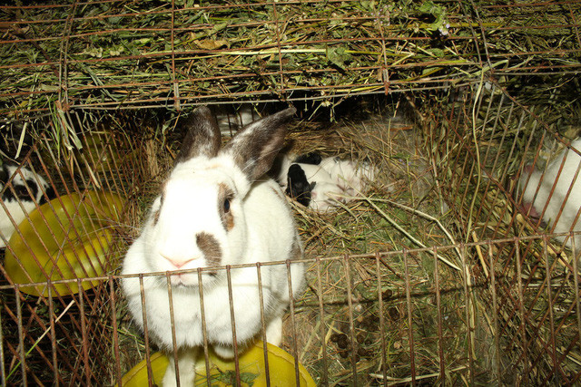 Cứ 2 tháng thỏ mẹ đẻ 1 lứa, mỗi lứa đẻ từ 8 – 12 con (1 năm 5 lứa), khiến số lượng thỏ trong trang trại của anh Dũng tăng rất nhanh, thu về lợi nhuận cao. Cứ 2 tháng thỏ mẹ đẻ 1 lứa, mỗi lứa đẻ từ 8 – 12 con (1 năm 5 lứa), khiến số lượng thỏ trong trang trại của anh Dũng tăng rất nhanh, thu về lợi nhuận cao.