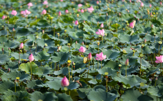 "Ban đầu, gia đình chủ yếu trồng hoa để bán nhưng sau nhiều bạn trẻ tới tham quan nên chúng tôi để nguyên đầm sen. Cứ khoảng 4 tháng, tôi trồng đợt sen mới và mở rộng diện tích", anh Thành cho biết.