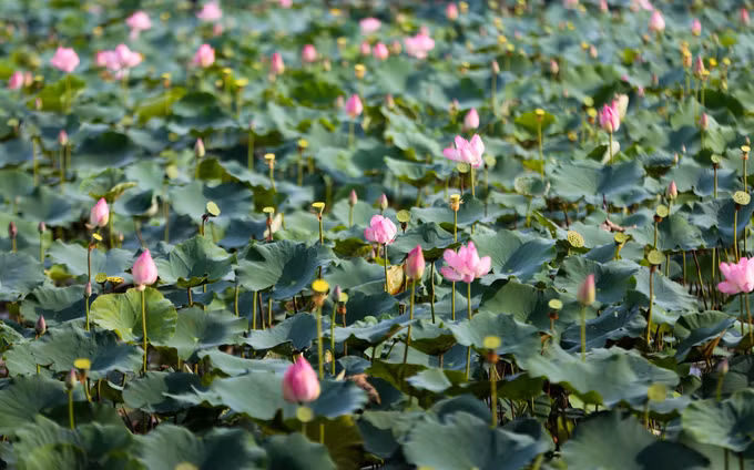 "Ban đầu, gia đình chủ yếu trồng hoa để bán nhưng sau nhiều bạn trẻ tới tham quan nên chúng tôi để nguyên đầm sen. Cứ khoảng 4 tháng, tôi trồng đợt sen mới và mở rộng diện tích", anh Thành cho biết.