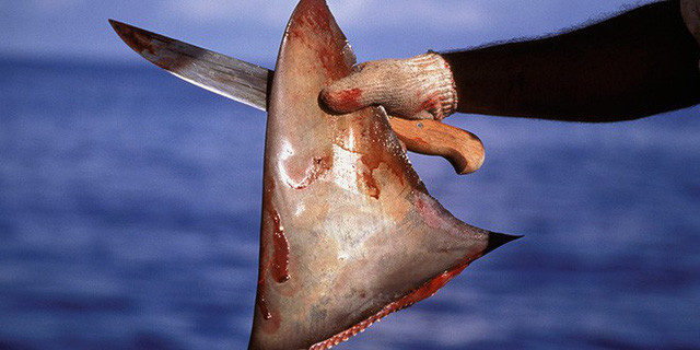 Tuy được đánh giá là món ăn đẳng cấp, xa hoa nhưng cách làm ra món ăn này lại khiến nhiều người lên án vì tính tàn ác khi cắt vây của những con cá mập