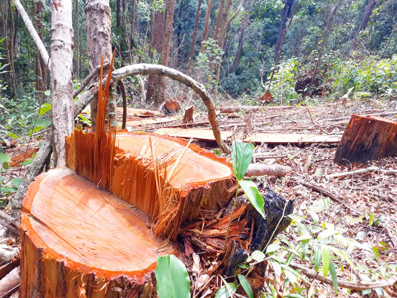  Một góc rừng bị đốn hạ tại lâm phần do UBND xã Đắk Ruồng quản lý.