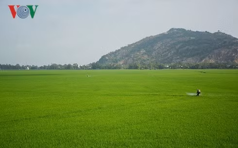 ĐBSCL là vùng sản xuất nông nghiệp trọng điểm của cả nước sử dụng một lượng lớn phân bón và thuốc bảo vệ thực vật. (Ảnh: Phan Ánh).