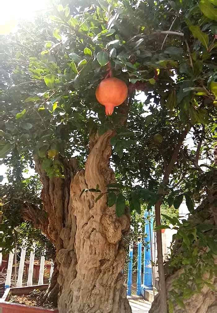 Quả lựu to, ruột lựu đỏ ăn rất thơm ngon Quả lựu to, ruột lựu đỏ ăn rất thơm ngon