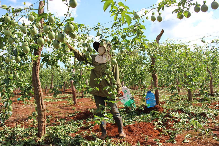  Nông dân xã Đak Djrăng thu hoạch chanh dây. Ảnh: N.D