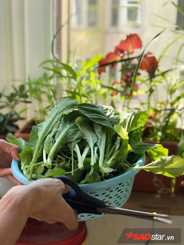 Chị dí dỏm khoe bên đây lạ lắm, nhiều loại cây ra hoa ra quả rồi mới ra lá vì chỉ đến khi hết mùa đông cây mới đâm chồi, nảy lộc.