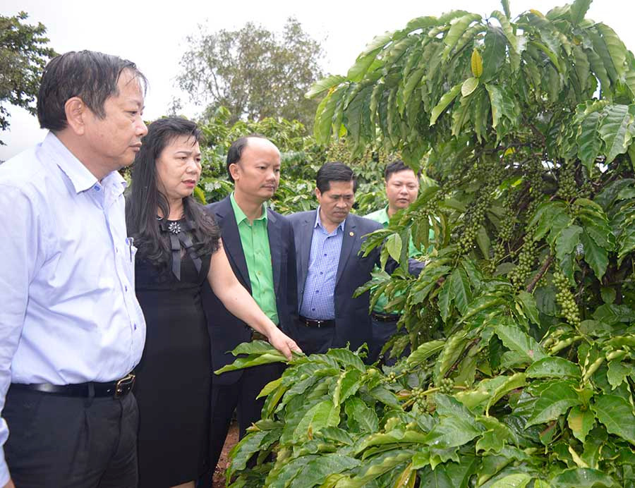  Tham quan mô hình vườn cây 33 năm Công ty Cà phê Ia Sao 2 sử dụng đồng bộ dinh dưỡng phân bón Tiến Nông. Ảnh: Đinh Yến