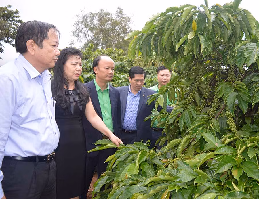  Tham quan mô hình vườn cây 33 năm Công ty Cà phê Ia Sao 2 sử dụng đồng bộ dinh dưỡng phân bón Tiến Nông. Ảnh: Đinh Yến