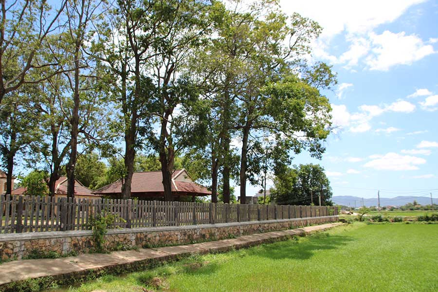 Những hàng cây sao hòa với mây trời, quyến rũ du khách. Những hàng cây sao hòa với mây trời, quyến rũ du khách.