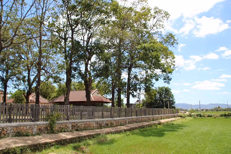 Những hàng cây sao hòa với mây trời, quyến rũ du khách.