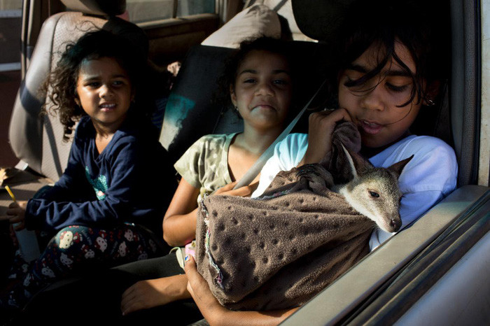  Các bé gái Tiwi đang ôm ấp chuột túi wallaby - Ảnh: DAVID MAURICE SMITH, OCULI/NG