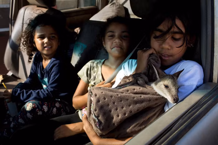  Các bé gái Tiwi đang ôm ấp chuột túi wallaby - Ảnh: DAVID MAURICE SMITH, OCULI/NG