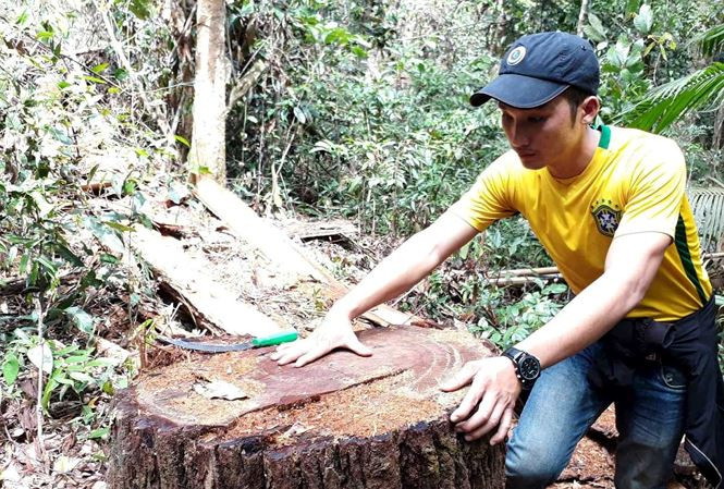Hàng chục thân gỗ 1 người ôm bị cắt hạ dọc núi thuộc lâm phần của xã Đắk Ruồng quản lý