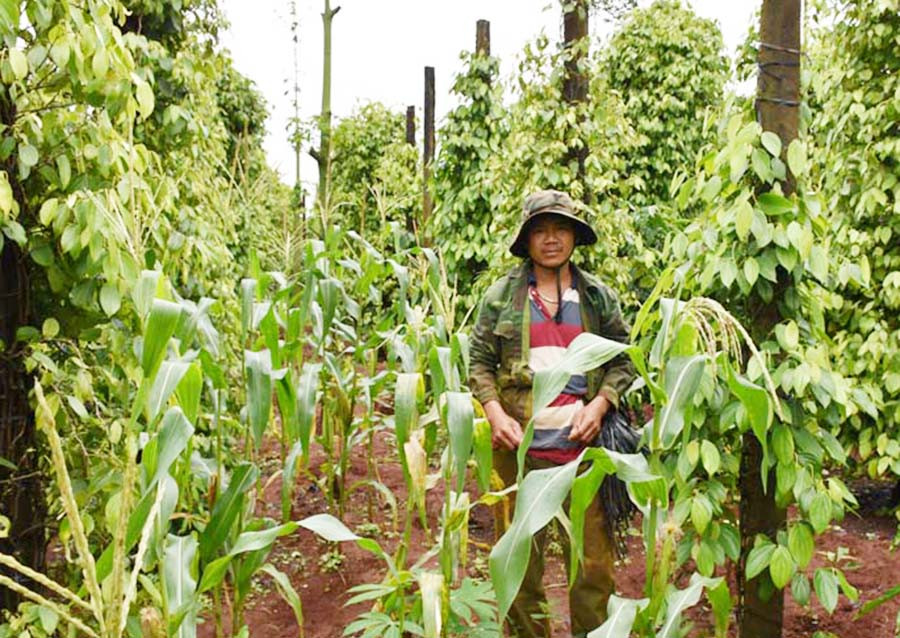 Anh Sơn đang chăm sóc vườn tiêu của gia đình. Ảnh Hà Phương