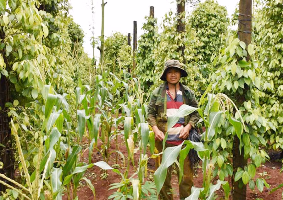 Anh Sơn đang chăm sóc vườn tiêu của gia đình. Ảnh Hà Phương