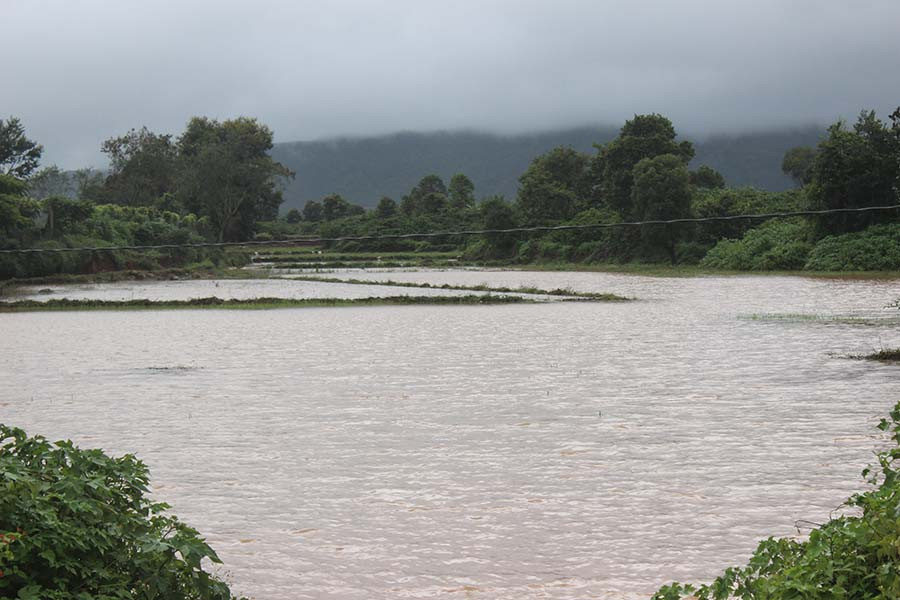 Cánh đồng xã Nam Yang bị ngập nặng. Ảnh: Nguyễn Diệp